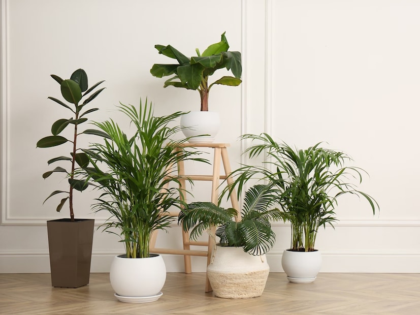 বাস্তুশাস্ত্রে কিছু গাছকে বাড়িতে লাগানো অত্যন্ত শুভ বলে মনে করা হয়। তুলসি, মানি প্ল্যান্ট, বাঁশ, মোগরা, গাঁদা এবং পিস লিলি—এই ছয়টি গাছ ঘরে সুখ ও সমৃদ্ধি আনে। এগুলো বাড়িতে পজিটিভ এনার্জি বাড়ায় এবং নেগেটিভিটি দূর করে। সঠিক দিকে লাগালে এই গাছগুলো ধন, শান্তি ও সুখ-সমৃদ্ধি ধরে রাখতে সাহায্য করে। 