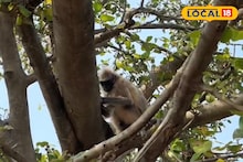 Monkey Rescue : চোখে-মুখে কাতর আর্জি, উদ্ধারের আশায় সারাদিন গাছে অপেক্ষা অসুস্থ হনুমানের! ত্রাতা হয়ে এল বন দফতর