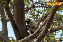 কাতর আর্জি নিয়ে সারাদিন গাছে অপেক্ষা অসুস্থ হনুমানের! ত্রাতা হয়ে এল বন দফতর