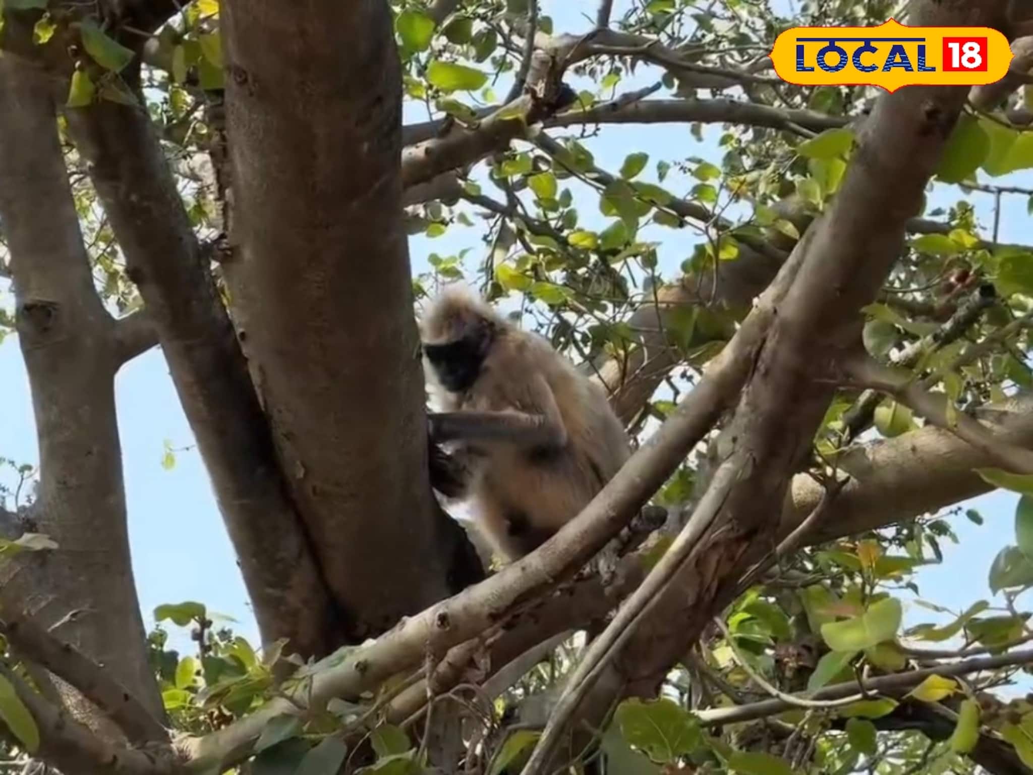 কাতর আর্জি নিয়ে সারাদিন গাছে অপেক্ষা অসুস্থ হনুমানের! ত্রাতা হয়ে এল বন দফতর
