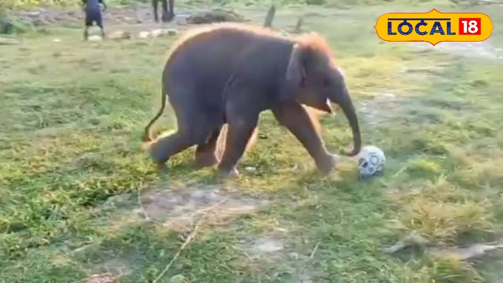 ফুটবলে মেতে জলদাপাড়ার ছোট্ট হাতিশাবক, ভাইরাল ভিডিও দেখে অবাক সবাই