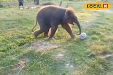 Elephant Play Football : ফুটবল প্লেয়ার হস্তিশাবক, জলদাপাড়ায় মন ভাল করা দৃশ্য, ভাইরাল হল ভিডিও