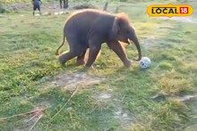 ফুটবলে মেতে জলদাপাড়ার ছোট্ট হাতিশাবক, ভাইরাল ভিডিও দেখে অবাক সবাই