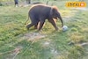 ফুটবলে মেতে জলদাপাড়ার ছোট্ট হাতিশাবক, ভাইরাল ভিডিও দেখে অবাক সবাই