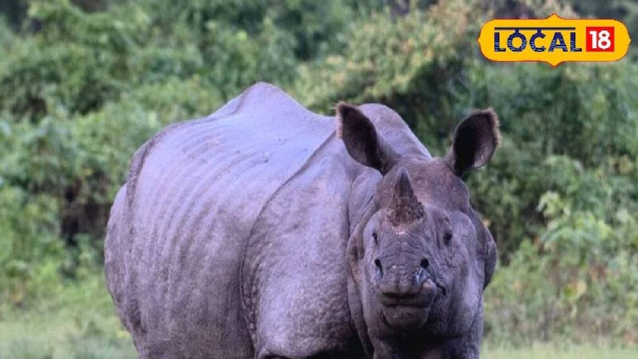 লাঠি উঁচিয়ে দেখাতেই তেড়ে এল গণ্ডার, নিয়ে গেল বৃদ্ধার দুটো আঙুল! গরু আনতে গিয়ে বিপদ