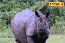 লাঠি উঁচিয়ে দেখাতেই তেড়ে এল গণ্ডার, নিয়ে গেল বৃদ্ধার দুটো আঙুল! গরু আনতে গিয়ে বিপদ