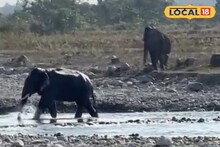 দাঁতালের হামলা সামলাতে শূন্যে গুলি, কিন্তু গায়ে লাগল ৯ জন মানুষের! ডুয়ার্সে চাঞ্চল্য