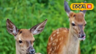 প্রতিকী ছবি