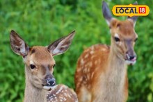 ফের জাতীয় সড়কে দ্রুতগতির বলি বন্যপ্রাণ! লাটাগুড়িতে দুই হরিণের মৃত্যু