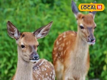 প্রতিকী ছবি প্রতিকী ছবি