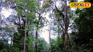 দমনপুর জঙ্গল 