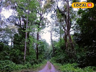 দমনপুর জঙ্গল 