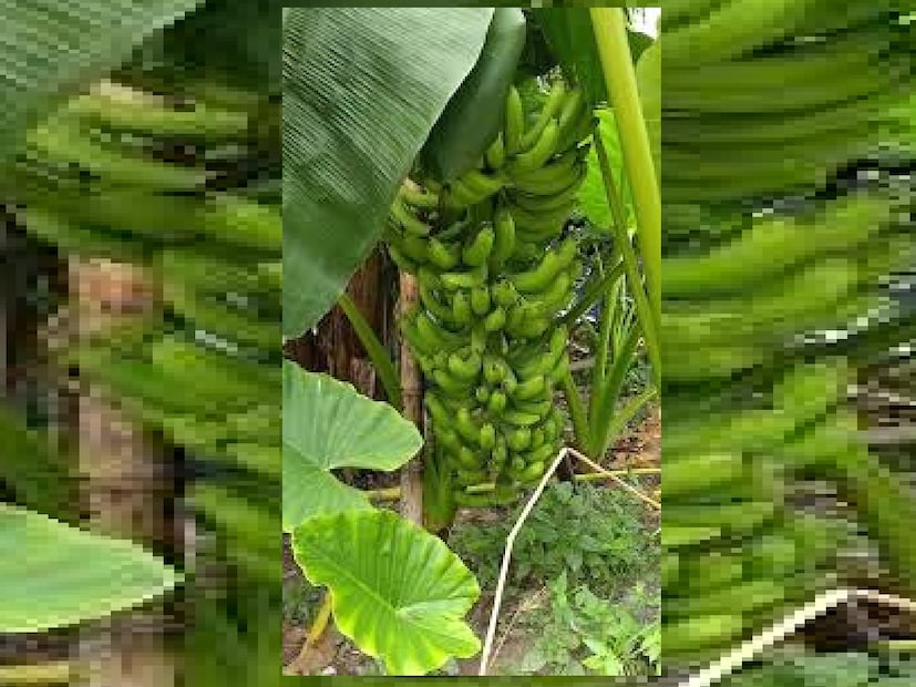 এই কলার বিশেষত্ব এর স্বাদেও। ছোট আকারের এই কলাগুলি ভীষণ মিষ্টি ও খেতে সুস্বাদু। কাঁদির উপরের দিক থেকে কলার পাক ধীরে ধীরে নীচের দিকে ছড়ায় এবং সময়ের সঙ্গে পুরো কাঁদিটি পেকে যায়। পরিচর্যার ক্ষেত্রেও বিশেষ কোনও জটিলতা নেই কেবল গোবর সার দিলেই গাছটি ভালোভাবে বেড়ে ওঠে। কোনও অতিরিক্ত রাসায়নিক সার বা ওষুধ ব্যবহার করতে হয়নি বলে জানান নিরঞ্জনবাবু।