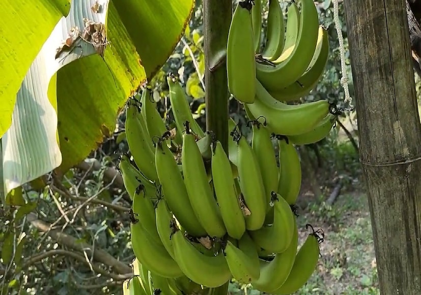 এমন বিরল কলার কাঁদি দেখতে ইতিমধ্যেই আশপাশের এলাকা থেকে বহু মানুষ ভিড় করছেন। অনেকেই ছবি তুলছেন। যাঁরা ব্যবসার উদ্দেশে এই প্রজাতির কলা চাষ করতে আগ্রহী, তাঁদের জন্য নিরঞ্জনবাবুর কাছ থেকেই পাওয়া যাবে এই কলার চারা এমনটাই জানালেন তিনি। Input- Mainak Debnath