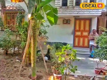 কলা গাছের থেকেও বড় কলার কাঁদি! ৭ ফুটের কলার কাঁদিতে ১০০০ কলা, রইল ফটো