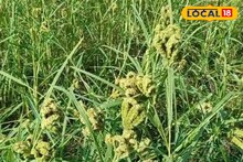 ধানের তুলনায় দ্বিগুণ দাম, বাজারে চাহিদা বাড়ছে! মিলেট চাষ করে ভাগ্য বদল কৃষকদের