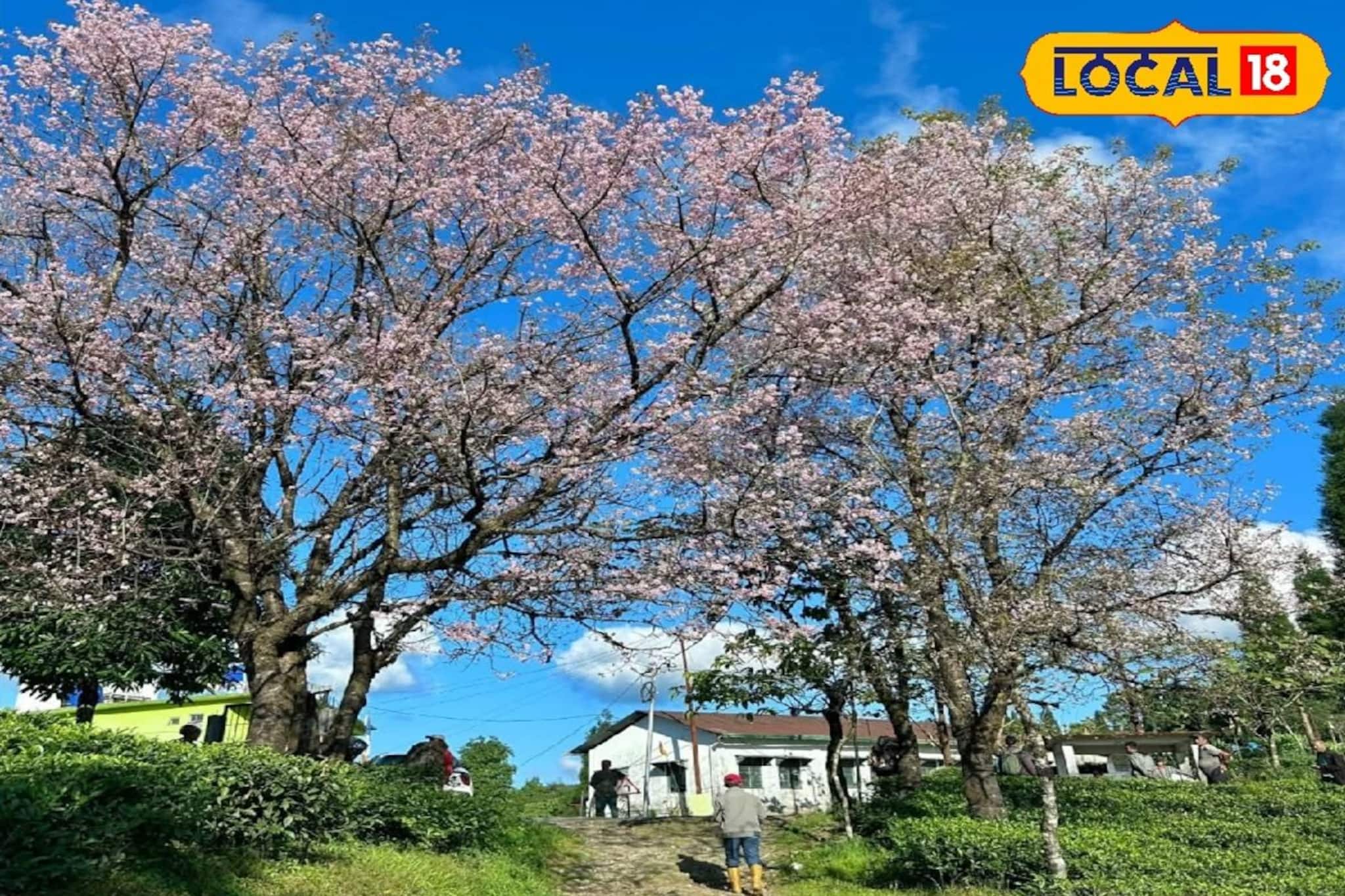 Offbeat Tourism: লাভা থেকে মাত্র ৬ কিমি দূরে নতুন 'পাহাড়ি স্বর্গ'! নিরিবিলি পরিবেশ, সঙ্গীর সঙ্গে রাত কাটানোর পারফেক্ট ডেস্টিনেশন