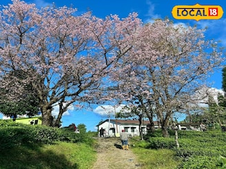 লাভা থেকে মাত্র ৬ কিমি দূরে নতুন 'পাহাড়ি স্বর্গ'! সঙ্গীর সঙ্গে রাত কাটানোর পারফেক্ট স্পট