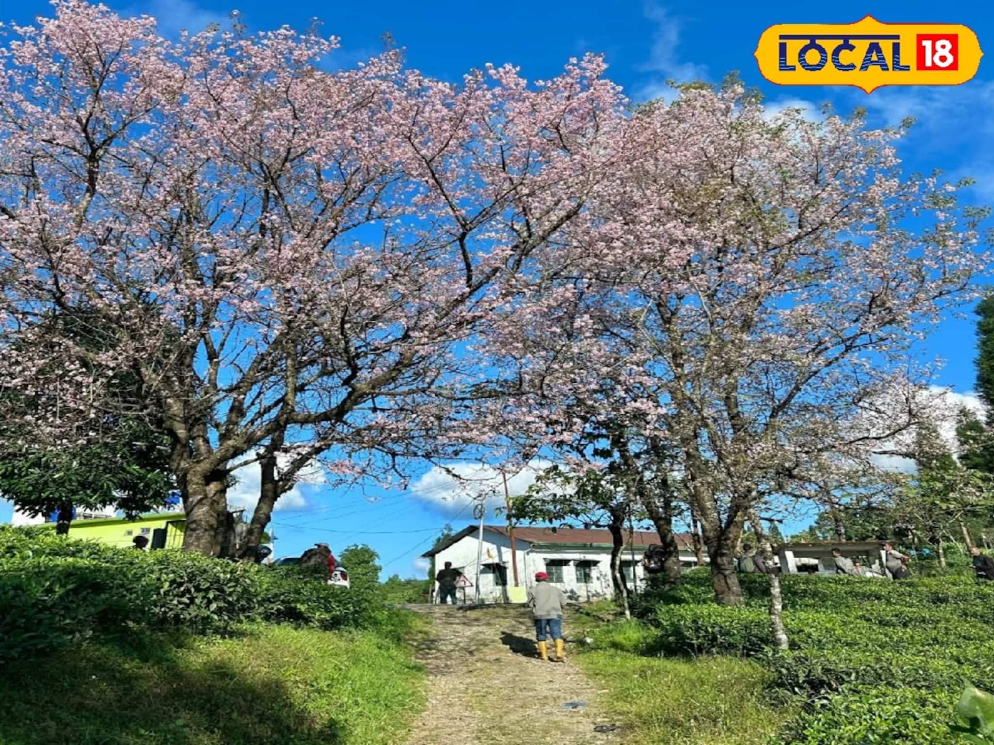 লাভা থেকে মাত্র ৬ কিমি দূরে নতুন 'পাহাড়ি স্বর্গ'! সঙ্গীর সঙ্গে রাত কাটানোর পারফেক্ট স্পট