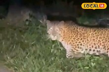 রাতের শুনশান রাস্তায় আচমকা জেলা পরিষদের সহকারী সভাধিপতির গাড়ির সামনে লেপার্ড! হাড়হিম কাণ্ড