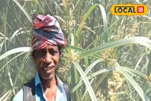Money Making Tips: ফসল তো নয়, যেন টাকার গাছ! ৬ মাসের পরিশ্রমেই ডবল, কনকপুরের চাষিরা 'এই' চাষ করে কামাচ্ছেন অঢেল টাকা