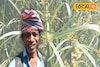 ফসল তো নয়, যেন টাকার গাছ! ৬ মাসের পরিশ্রমেই ডবল, চাষিরা 'এই' চাষ করে কামাচ্ছেন অঢেল টাকা