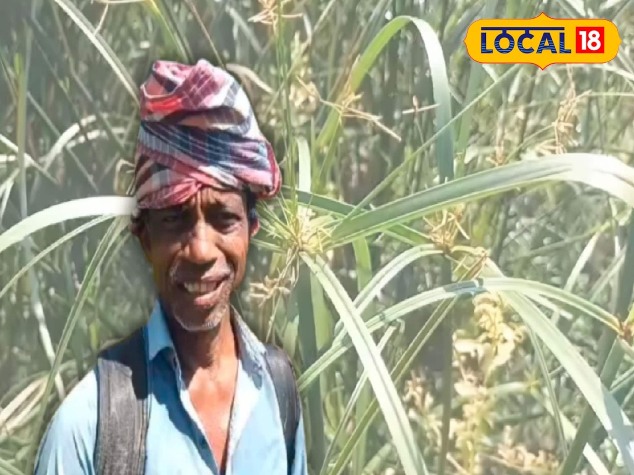 Money Making Tips: ফসল তো নয়, যেন টাকার গাছ! ৬ মাসের পরিশ্রমেই ডবল, কনকপুরের চাষিরা 'এই' চাষ করে কামাচ্ছেন অঢেল টাকা