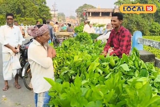 রেশম শিল্পে মন খারাপ করা ছবি! পরিকল্পনার অভাবে গবাদিপশুদের জন্য বিক্রি করতে হচ্ছে তুঁতপাতা