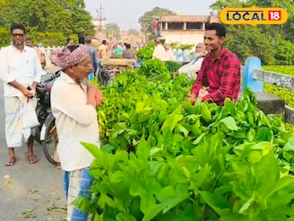 রেশম শিল্পে মন খারাপ করা ছবি! পরিকল্পনার অভাবে গবাদিপশুদের জন্য বিক্রি করতে হচ্ছে তুঁতপাতা