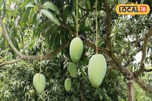 ভাল ফলন পেতে হবে আম-লিচুতে! অসম থেকে মালদহে হাজির ২৫ চাষি, নিলেন বড় প্রশিক্ষণ