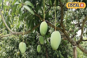 ভাল ফলন পেতে হবে আম-লিচুতে! অসম থেকে মালদহে হাজির ২৫ চাষি, নিলেন বড় প্রশিক্ষণ