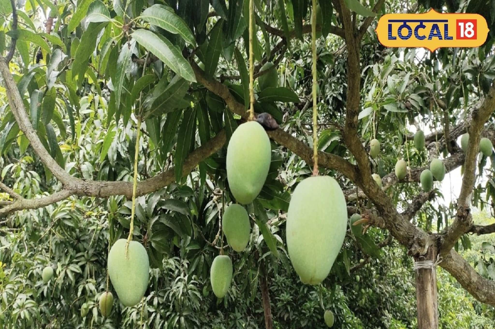 ভাল ফলন পেতে হবে আম-লিচুতে! অসম থেকে মালদহে হাজির ২৫ চাষি, নিলেন বড় প্রশিক্ষণ