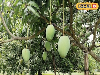 ভাল ফলন পেতে হবে আম-লিচুতে! অসম থেকে মালদহে হাজির ২৫ চাষি, নিলেন বড় প্রশিক্ষণ