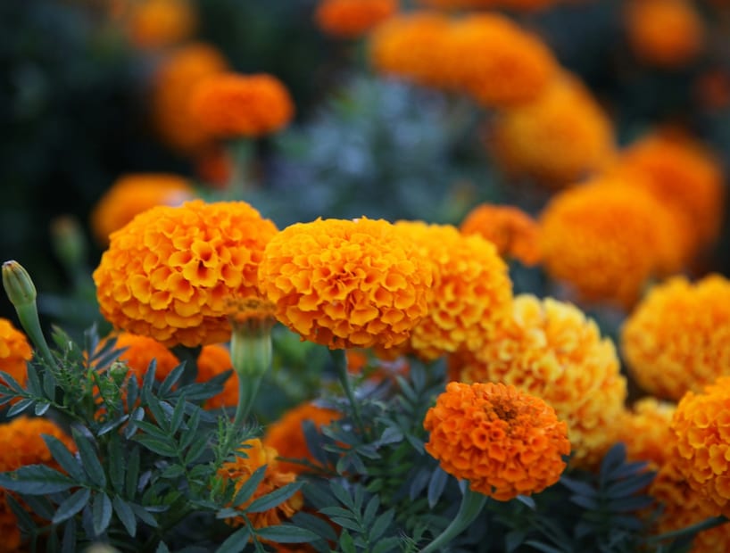 গাঁদা গাছ: গাঁদা ফুল পূজায় বিশেষ স্থান পায় এবং সৌভাগ্য ও উদ্যমের প্রতীক। বাস্তুশাস্ত্র অনুযায়ী, গাঁদা বাড়ির প্রধান দরজা বা বাগানে লাগানো শুভ। এর উজ্জ্বল হলুদ ও কমলা রঙের ফুল ঘরে পজিটিভ এনার্জি ছড়ায় এবং পরিবেশকে প্রাণবন্ত করে তোলে।