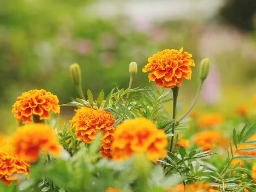 গাঁদা গাছ দেখতে খুব সুন্দর, কিন্তু যদি ফুল না আসে তাহলেই বাড়ে হা হুতাশ। তবে সঠিক যত্ন নিলে এবং সঠিক সার ব্যবহার করলে ভালভাবে ফুল ফোটাতে শুরু করবে আপনার এই গাছটি।এই প্রসঙ্গে বাগানবিদ গাঁদা গাছের পরিচর্যায় কিছু গোপন টিপস দিয়েছেন। ছোট্ট কিছু নিয়ম যা মানলেই কিন্তু ভুড়ভুড়িয়ে ফুল দেবে এই গাঁদা গাছ।