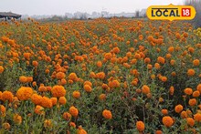 ধান-আলুর বদলে গাঁদা ফুলে সুদিন! হাতে আসছে অনেক টাকা, মুখে হাসি বর্ধমানের চাষিদের