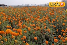 Marigold Floriculture: ধান-আলুর বদলে গাঁদা ফুলে সুদিন! হাতে আসছে অনেক টাকা, মুখে হাসি বর্ধমানের চাষিদের