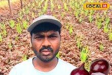 Onion Cultivation Profit: ১ বিঘায় লাভ ৬০ হাজার! রান্নাঘরের মহামূল্যবান পেঁয়াজ চাষেই মোটা টাকা, শুধু জানতে হবে সঠিক বিজনেস পলিসি