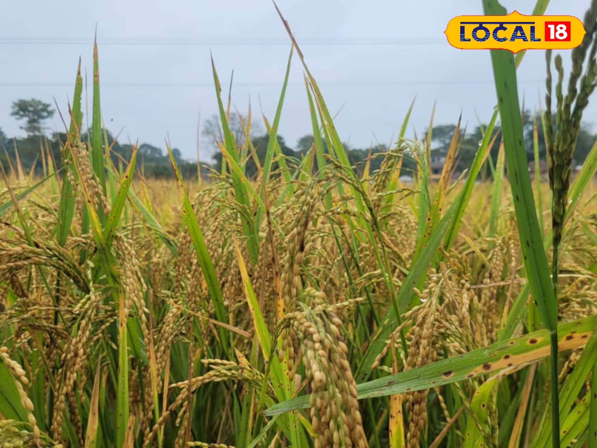 হাতির হানার ভয়ে আগেই ধান কেটেছিলেন চাষিরা, কিন্তু বৃষ্টিতে সব শেষ!