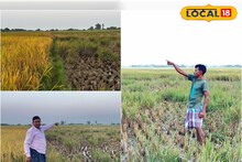 দিনের আলোতেই দুঃসাহসিক ঘটনা! বিঘার পর বিঘা ধান লুঠ, কেঁদে কূলকিনারা পাচ্ছেন না চাষিরা