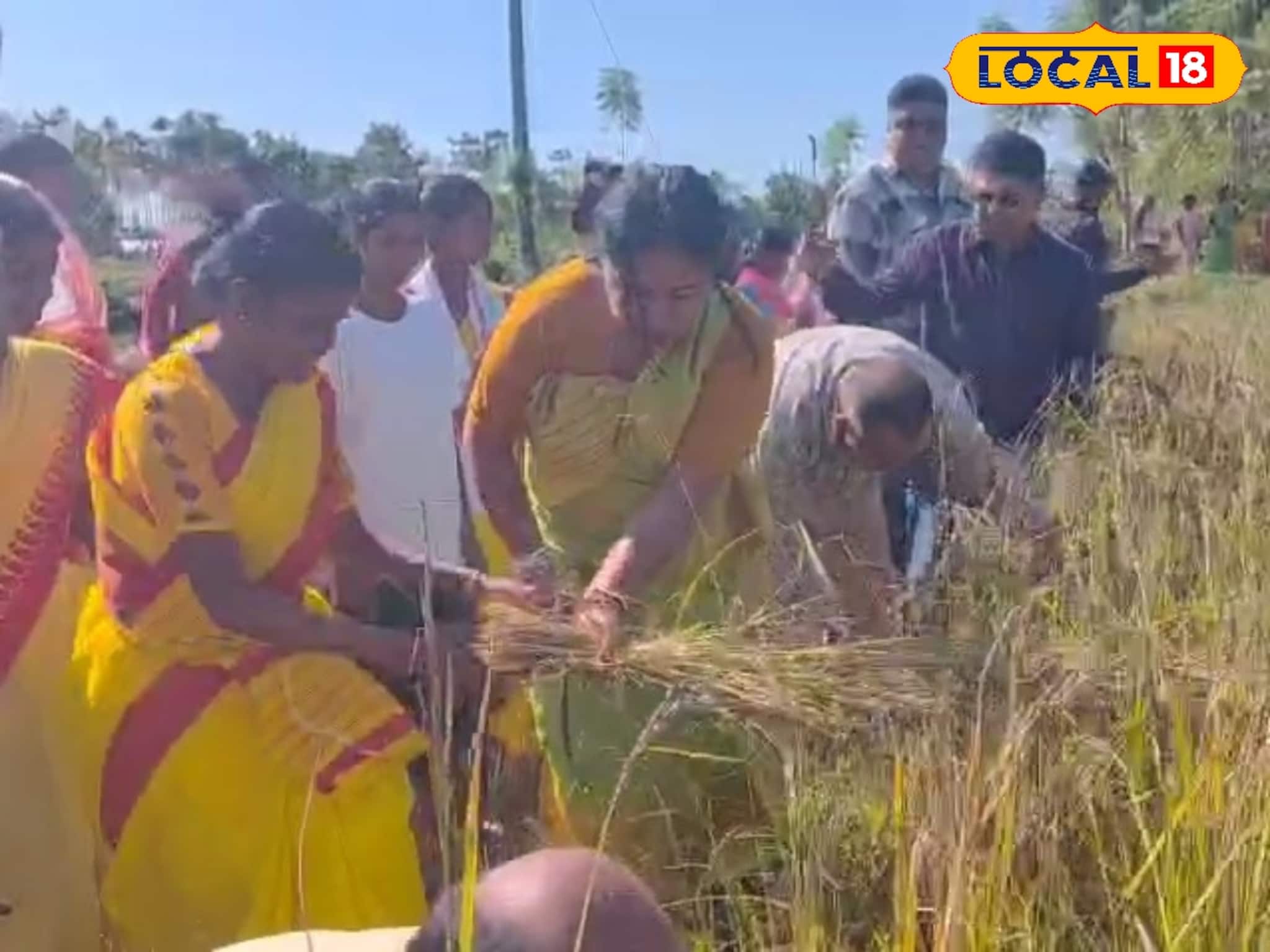 হাজার কাজের ব্যস্ততা, তবুও ভুলে যান নি গ্রামের মাটিকে, আলিপুরদুয়ার জেলা পরিষদের সভাধিপতি ধান কাটলেন জমিতে! প্রশংসায় পঞ্চমুখ স্থানীয়রা