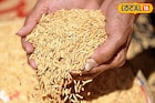 সরকারি সহায়ক মূল্যে ধান বিক্রি করছেন? এই ভুল করলে ধান ফিরিয়ে দেবে আধিকারিকরা! 