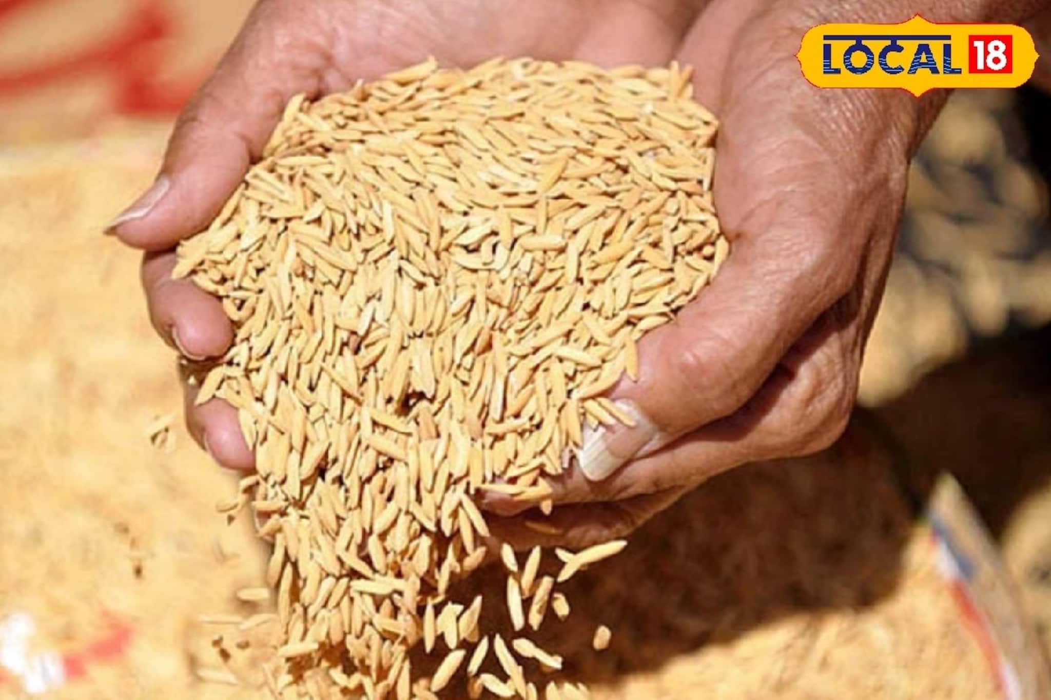 Paddy Sell: সরকারি সহায়ক মূল্যে ধান বিক্রির সময় বজায় রাখতে হবে নির্দিষ্ট গুণগত মান, না থাকলে নেবে না সরকার
