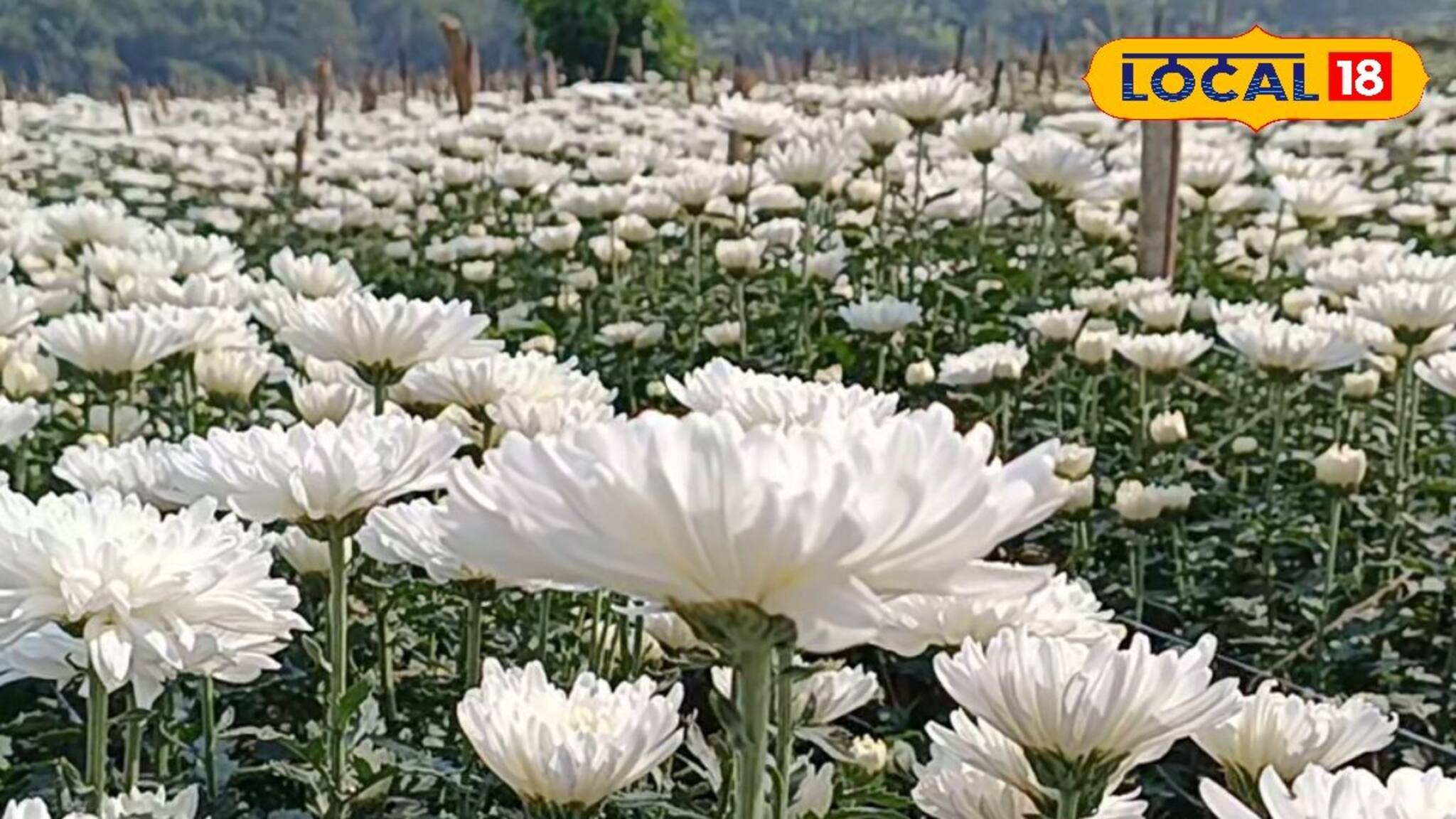 রাজ্যের একমাত্র ফুল রাখার হিমঘর সংস্কারের অভাবে অকেজো, চাষিদের চিন্তায় ঘুম নেই