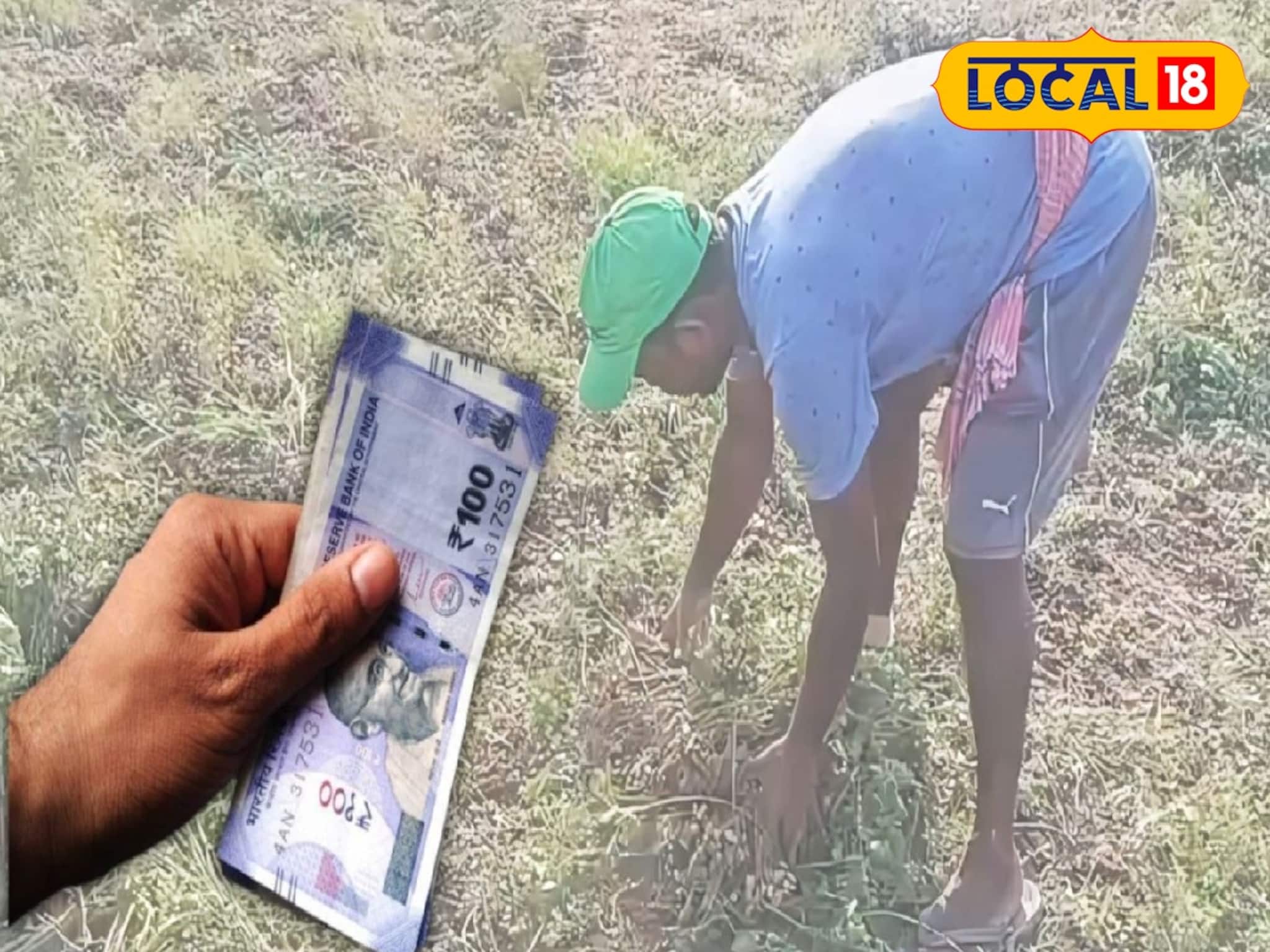 কম খরচে তিনগুণ উপার্জন! দুর্গাপুরের চাষিরা সস্তার ড্রাই ফ্রুট চাষেই লাভ করছেন প্রচুর টাকা