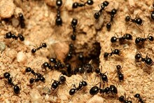 পিঁপড়ে গিজগিজ করছে বাড়িময়...! হলুদ গুঁড়ো-সহ ৬ 'টোটকা' শিখে নিন, ফেল মারবে স্প্রে, 'লক্ষণরেখা', ছোট্ট কাজে করুন টা-টা-বাই-বাই!