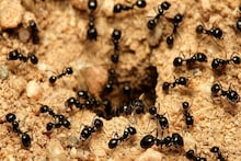 পিঁপড়ে গিজগিজ করছে বাড়িময়! হলুদ গুঁড়ো-সহ ৬ 'টোটকা' শিখে নিন, ফেল মারবে স্প্রে, 'লক্ষণরেখা'