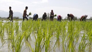 বেহাত হয়ে যাচ্ছে বিঘার পর বিঘা জমি