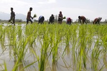 West Bengal news: বিঘের পর বিঘে জমির মালিকানা বদলে দিচ্ছে জমি মাফিয়ারা! মাথায় হাত জমির মালিকদের