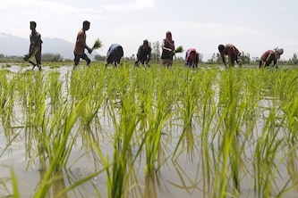 বিঘের পর বিঘে জমির মালিকানা বদলে দিচ্ছে জমি মাফিয়ারা! মাথায় হাত জমির মালিকদের